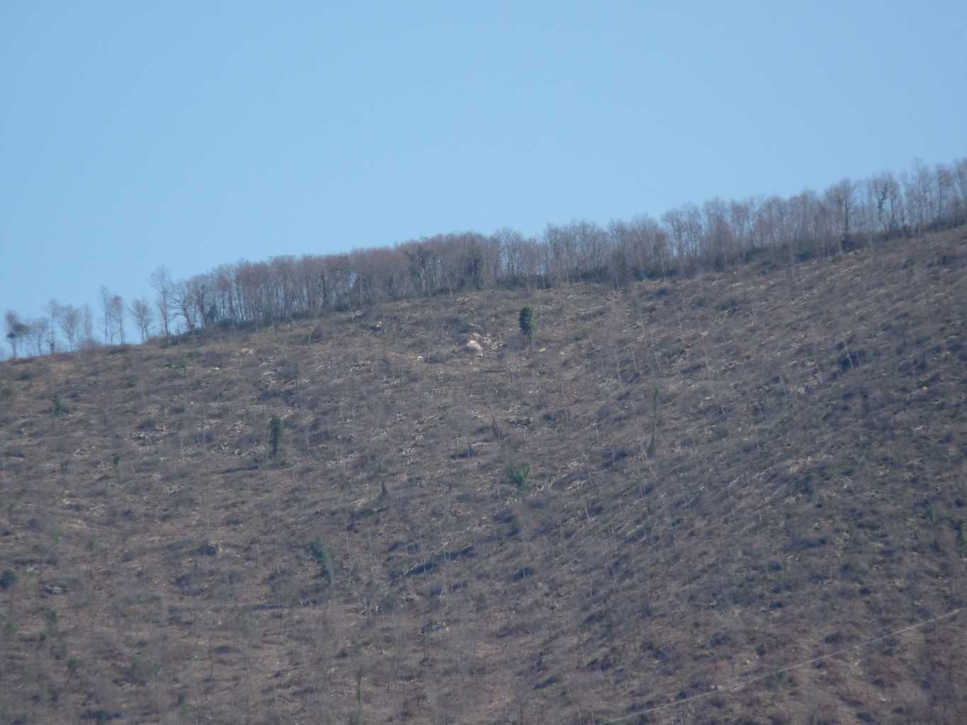 Taglio del bosco